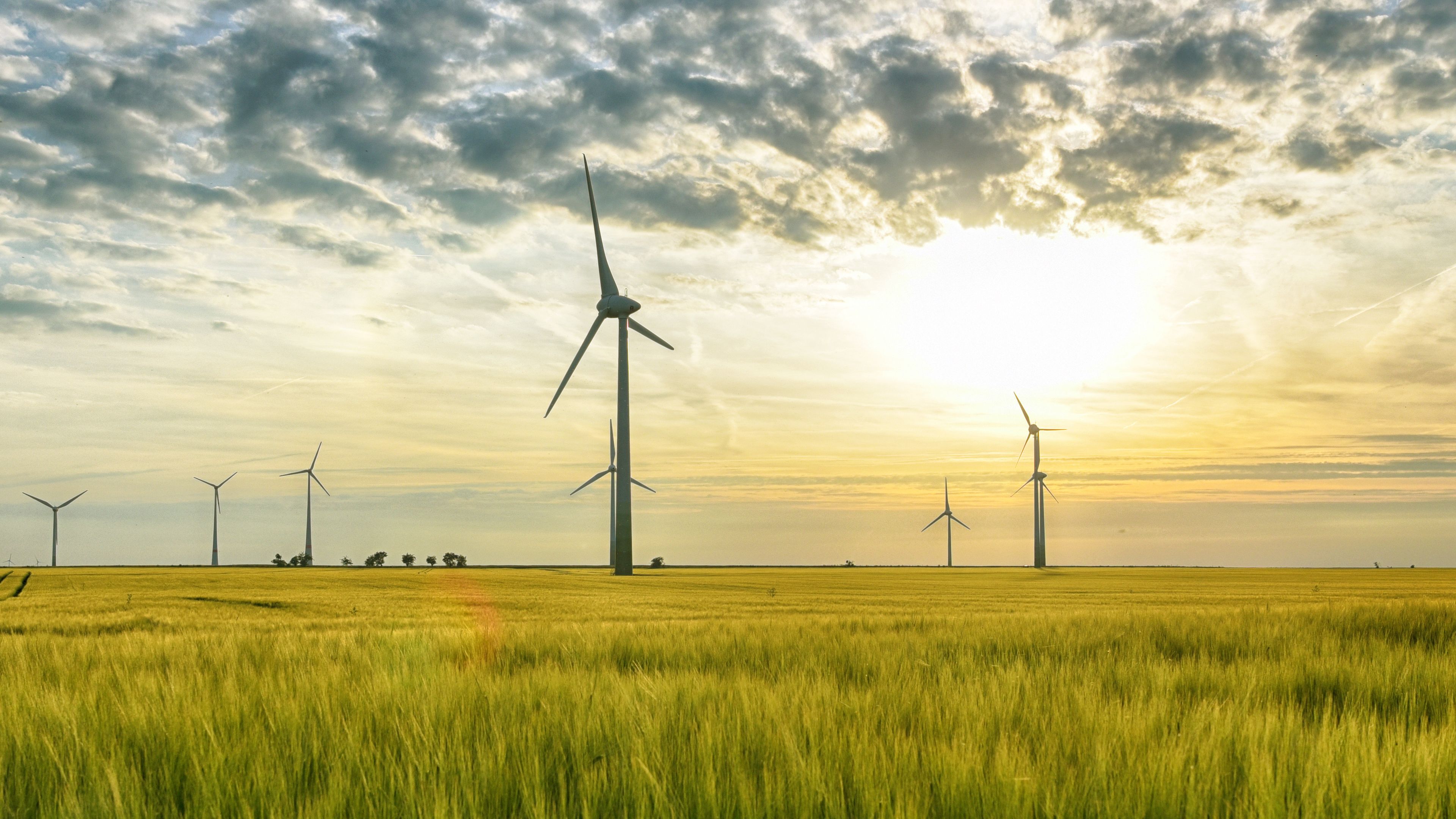 A landscape of a field with tall, green grass under a partly cloudy sky during sunset. Several wind turbines are spread across the horizon, generating energy. The golden sunlight illuminates the scene, blending with the clouds and grass.