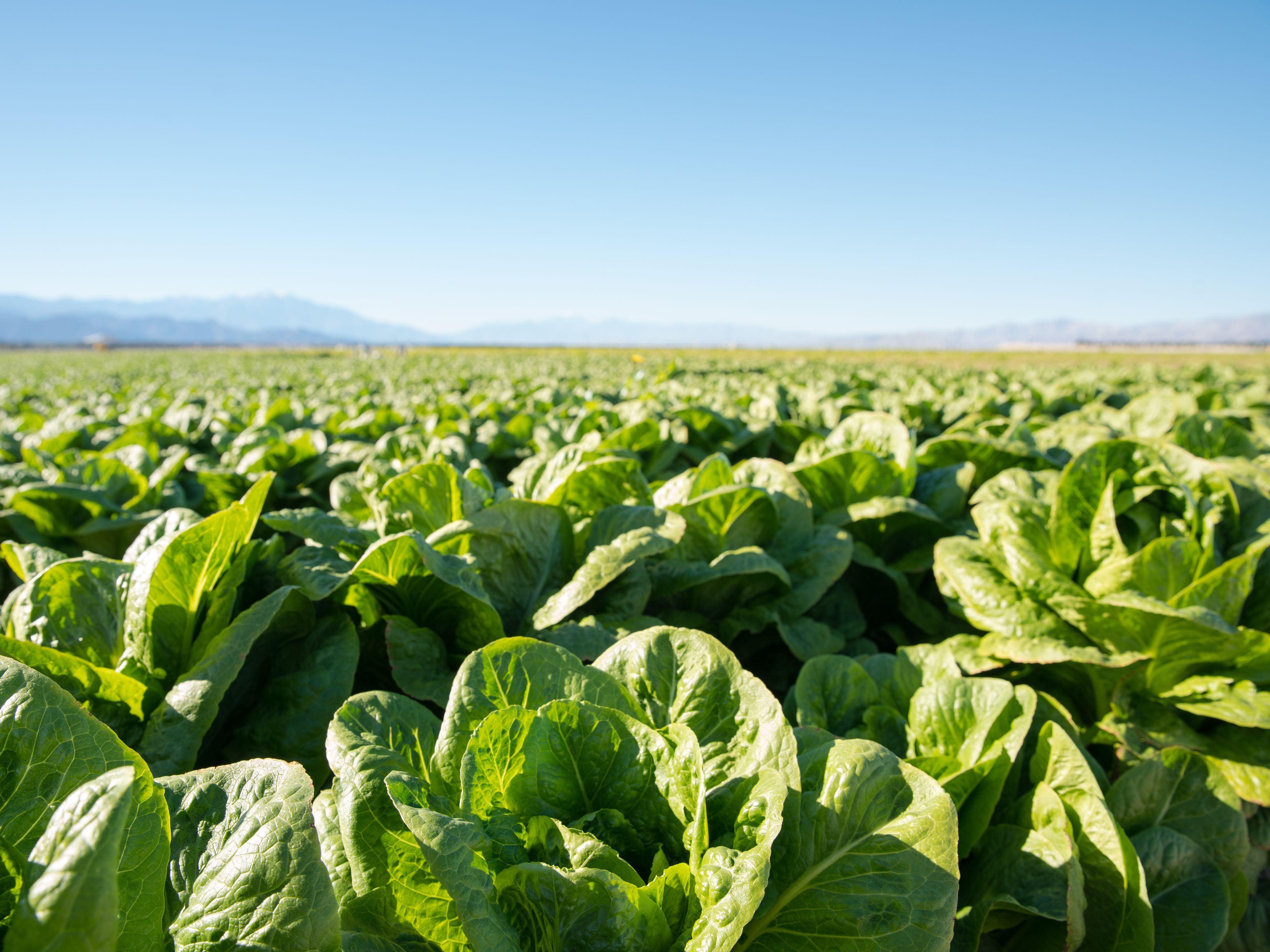A large field of green lettuce plants under a clear blue sky. The lettuce plants are tightly packed, displaying vibrant green leaves. Mountains can be seen in the background.