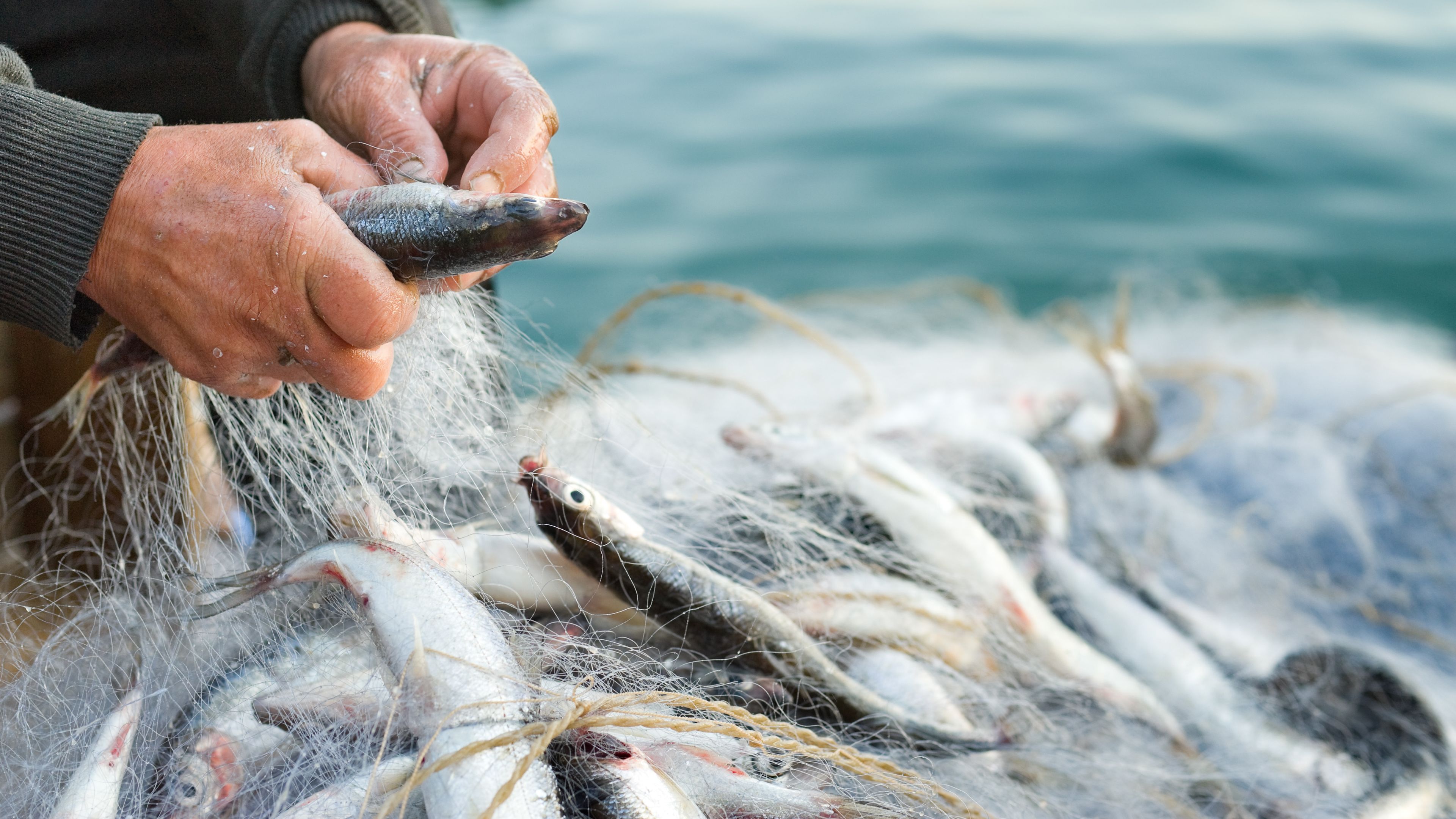 A person is holding a small fish while untangling it from a fishing net. The net contains multiple fish and is resting near the surface of the water. The background shows calm, blue water.