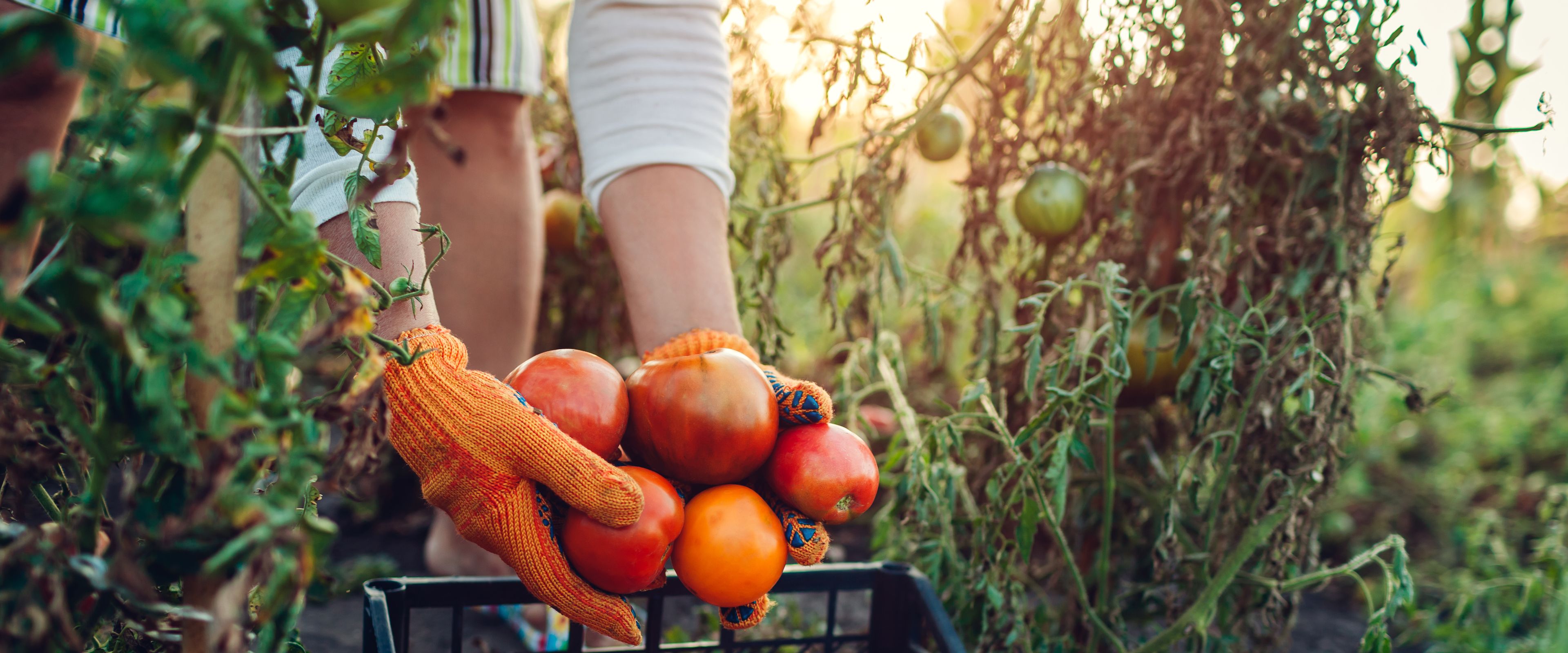 A person wearing orange gloves harvests ripe, red tomatoes from a garden and places them into a black crate. The garden plants are green and slightly wilted, with sunlight visible in the background. Freshly picked tomatoes fill the crate.