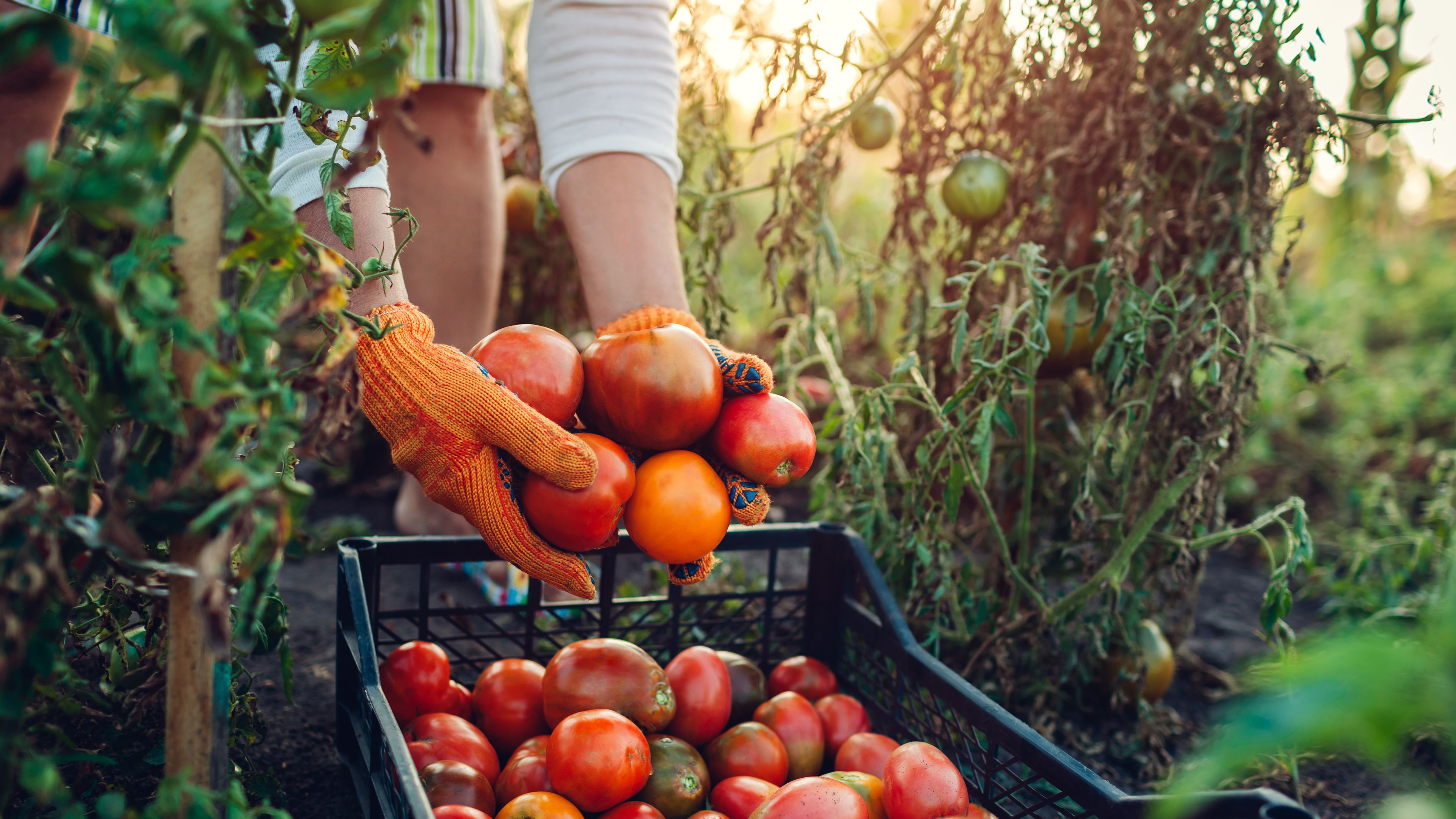 A person wearing orange gloves harvests ripe, red tomatoes from a garden and places them into a black crate. The garden plants are green and slightly wilted, with sunlight visible in the background. Freshly picked tomatoes fill the crate.