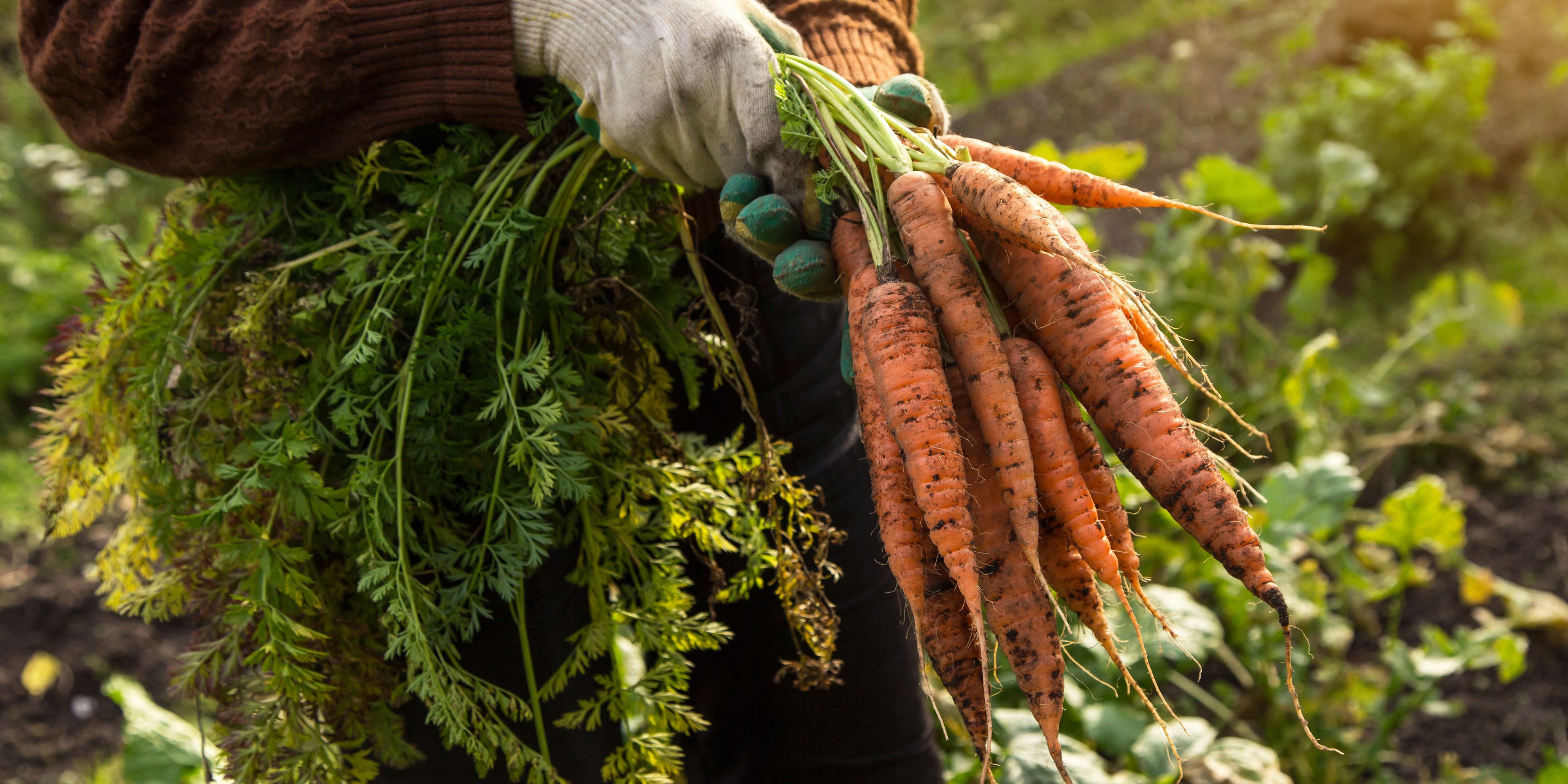 A person wearing gloves is holding freshly harvested carrots with green tops in a garden. The soil and surrounding plants are visible, indicating a lush outdoor environment. Sunlight softly illuminates the scene, creating a warm atmosphere.