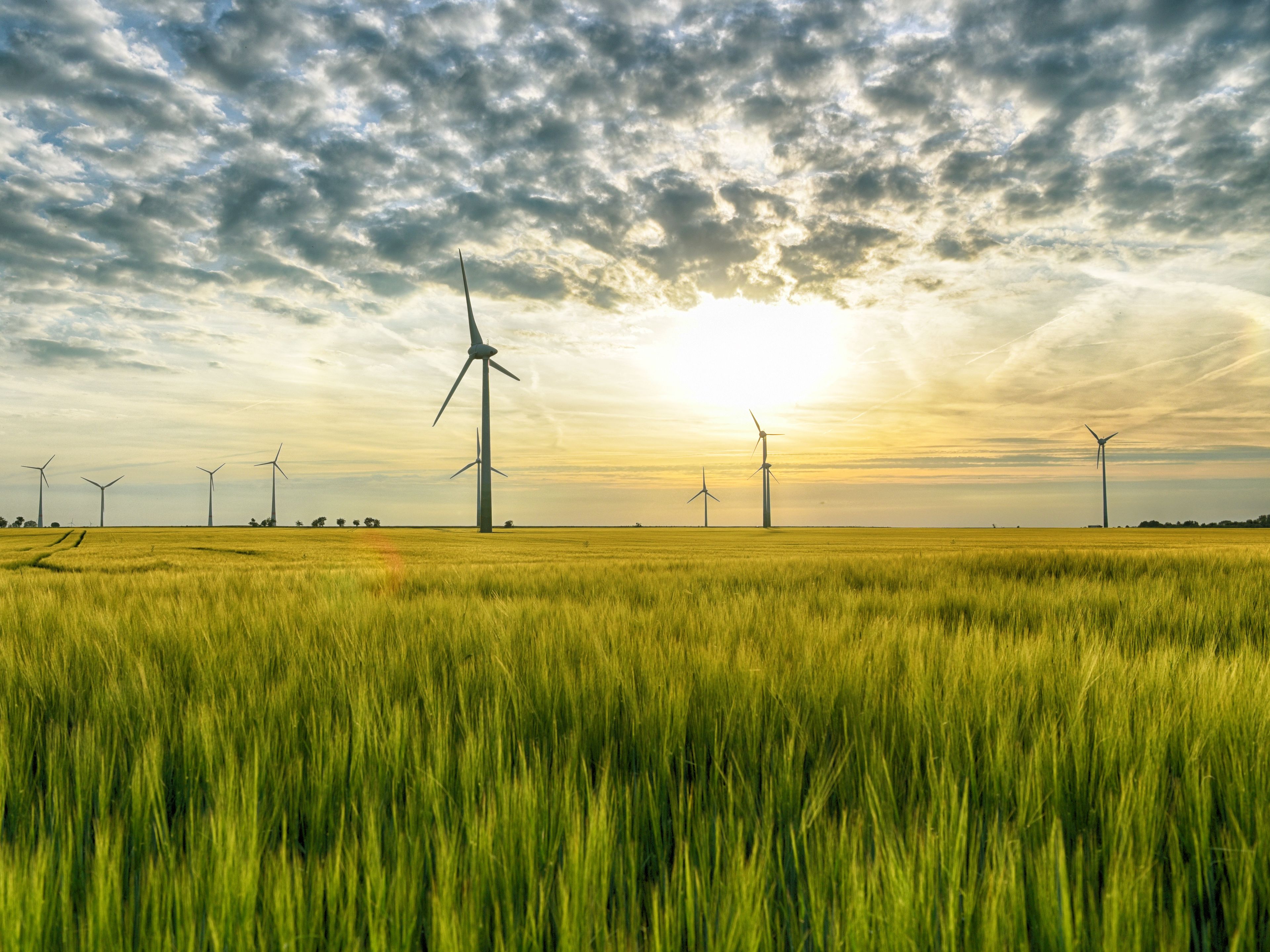 A landscape of a field with tall, green grass under a partly cloudy sky during sunset. Several wind turbines are spread across the horizon, generating energy. The golden sunlight illuminates the scene, blending with the clouds and grass.