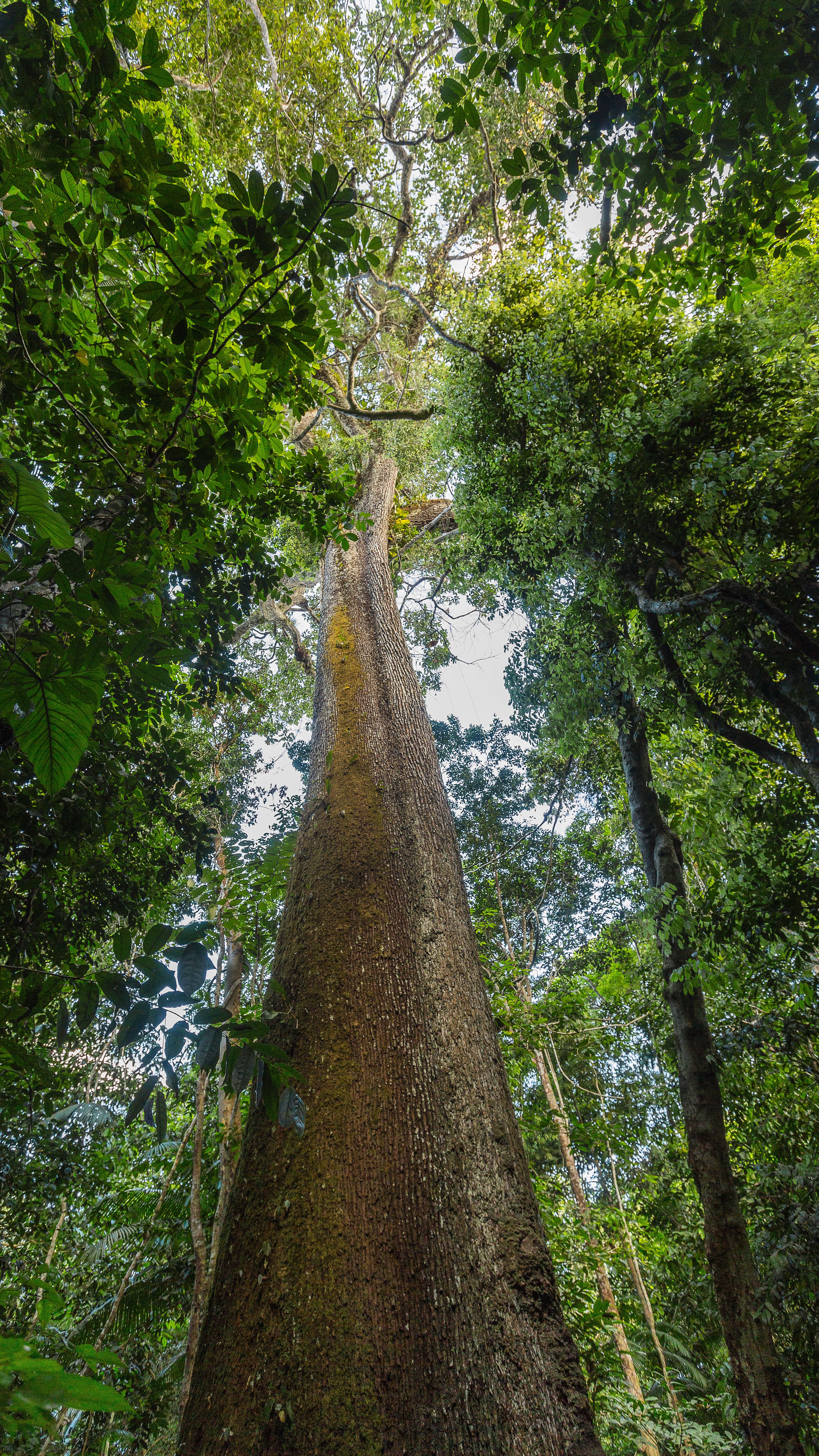 A towering tree in a dense tropical forest, viewed from the base looking upward at its canopy. The tree trunk is thick and covered in moss, surrounded by lush green foliage and other smaller trees. Sunlight filters through the vegetation above.