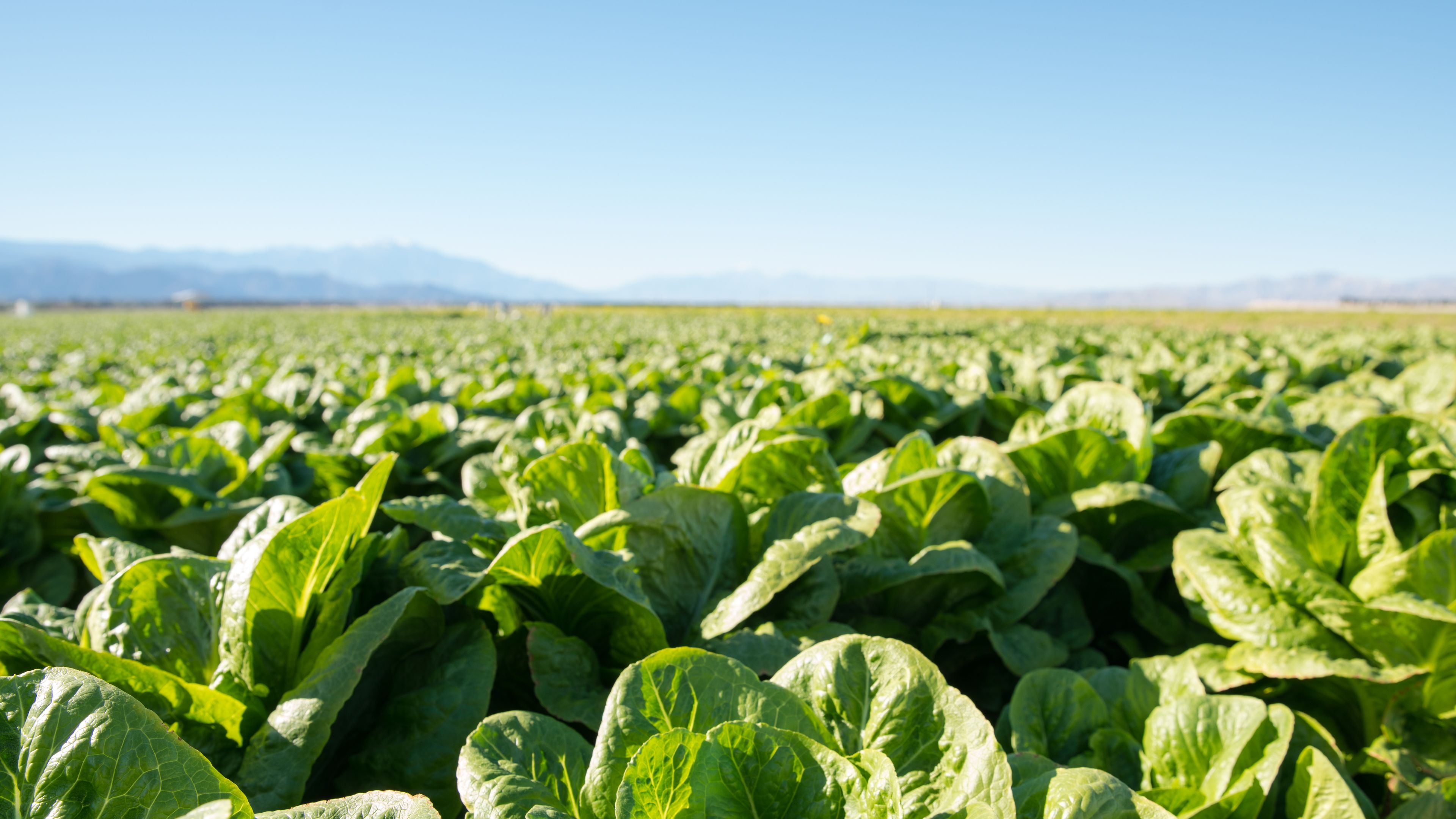 A large field of green lettuce plants under a clear blue sky. The lettuce plants are tightly packed, displaying vibrant green leaves. Mountains can be seen in the background.