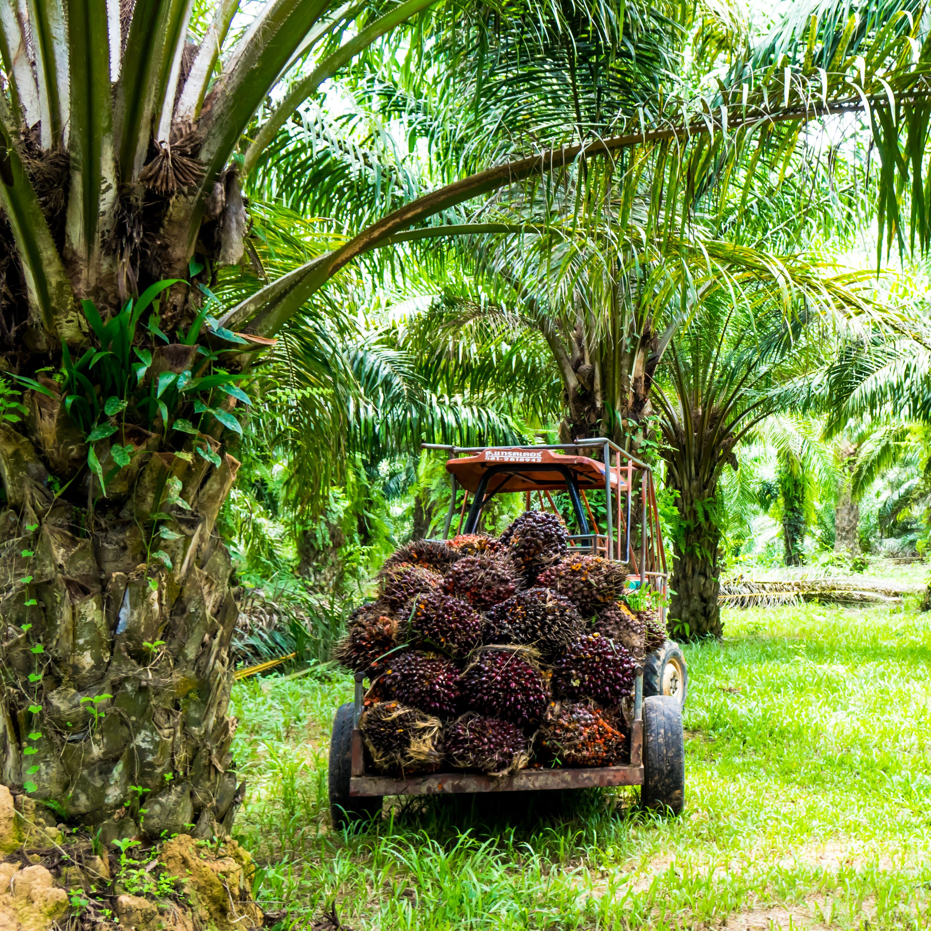 A tractor with a trailer full of harvested oil palm fruit bunches is parked in the middle of a lush palm plantation. Tall palm trees with dense green fronds surround the area. The setting appears bright and sunny.